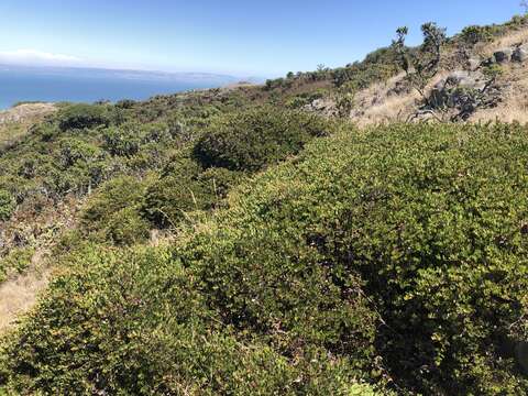 Image of Arctostaphylos uva-ursi subsp. uva-ursi