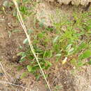 Image of Oxalis monophylla var. minor T. M. Salter