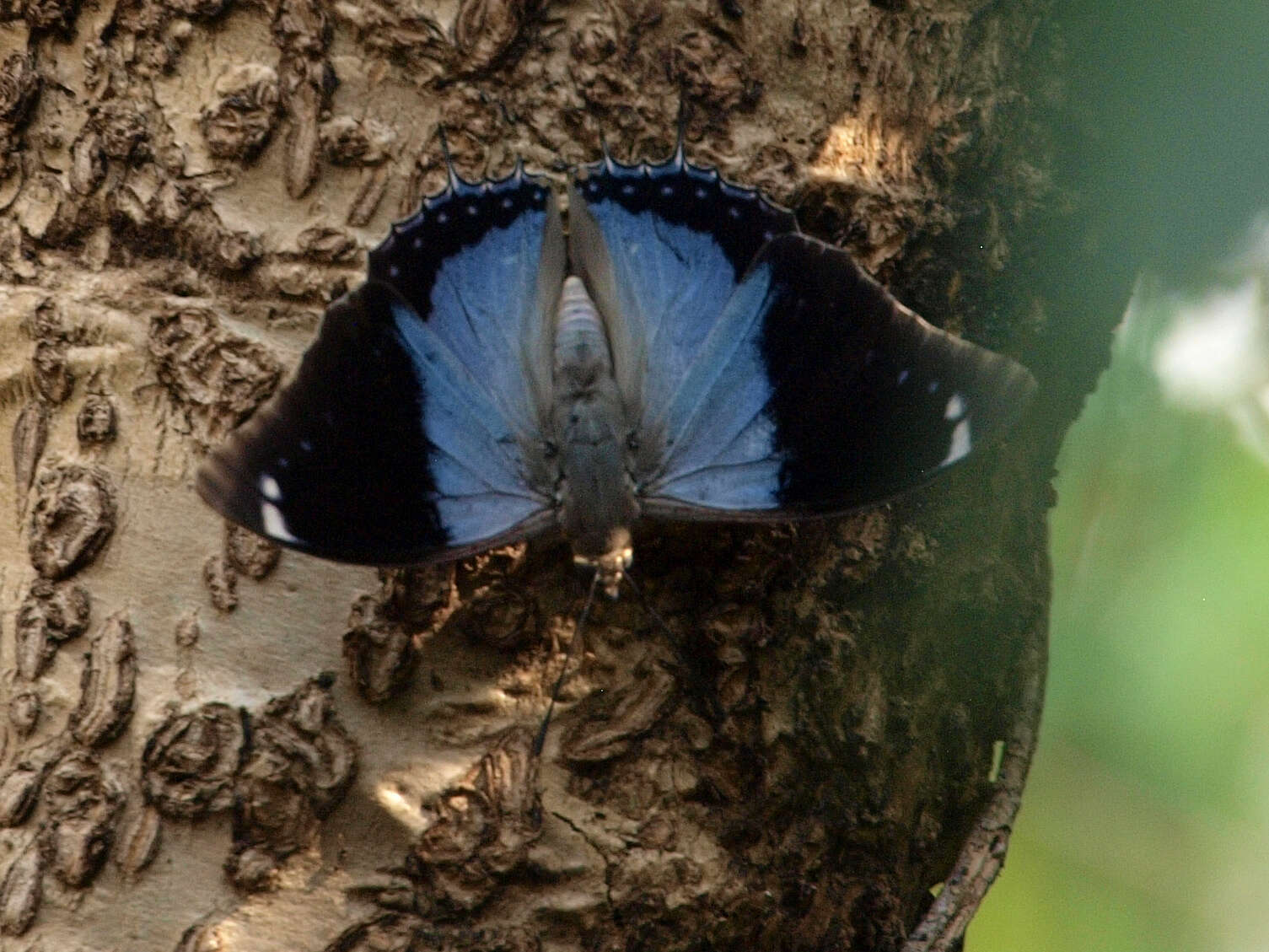 Charaxes bohemani Felder & Felder 1859的圖片