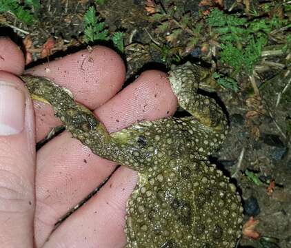 Image of Common Cape Toad; Sand Toad