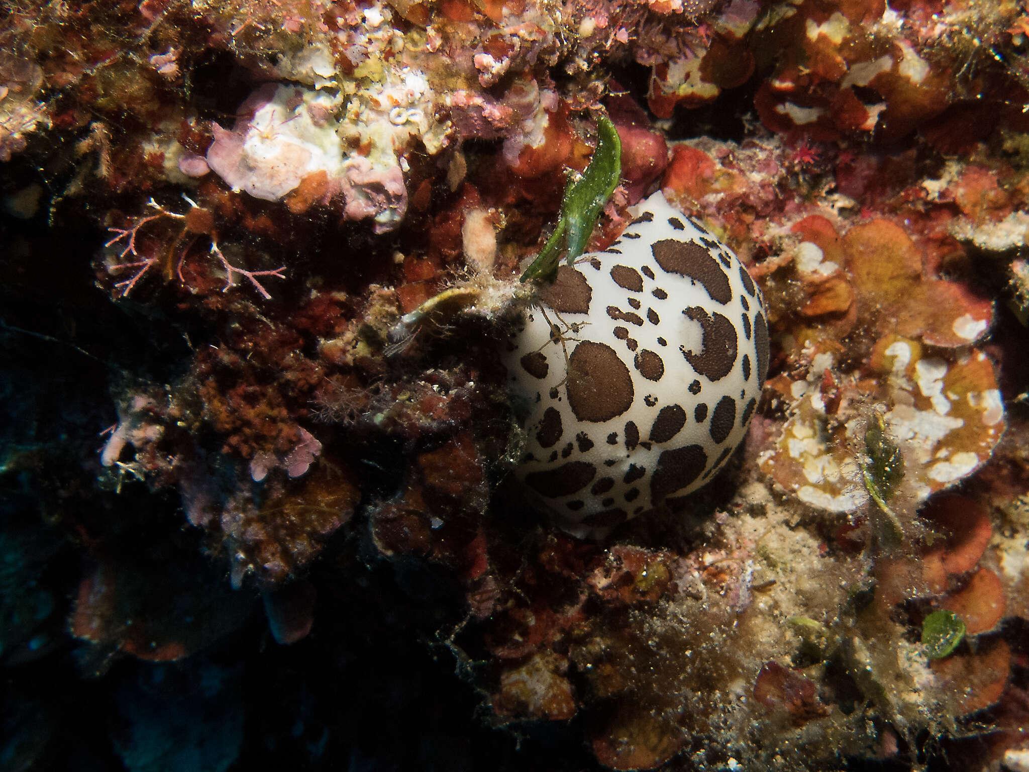 Image of Swiss cow nudibranch