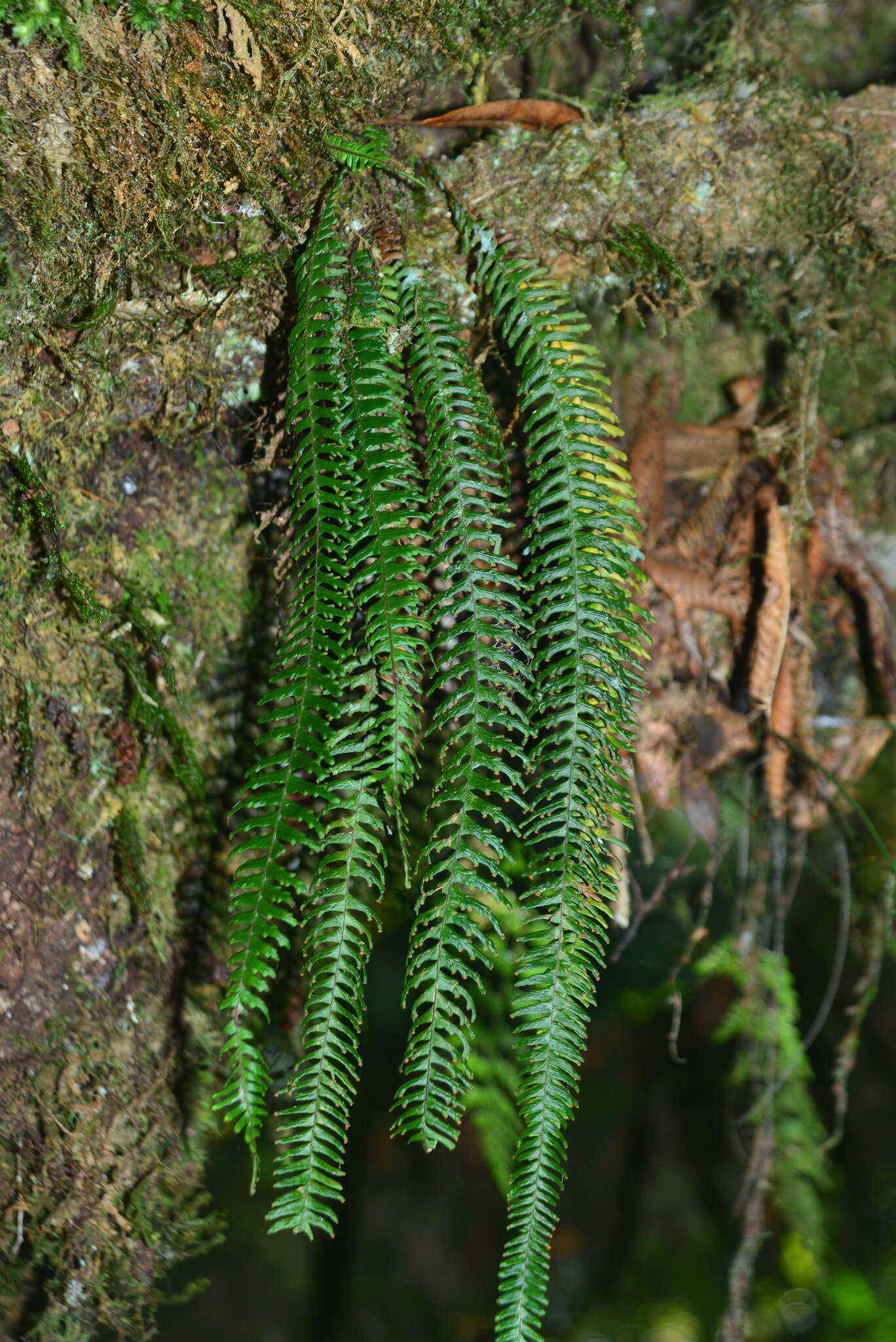 Image of Prosaptia formosana (Hayata) T. C. Hsu