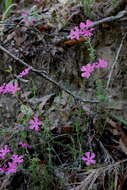 Image of trailing phlox