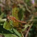 Image of Perithemis icteroptera (Selys ex Sagra 1857)