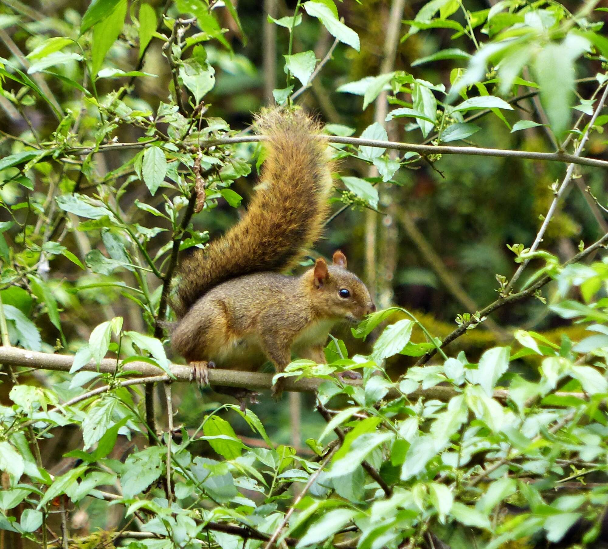 Image of Bolivian Squirrel