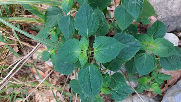 Imagem de Salvia caudata Epling