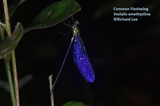 صورة Vestalis amethystina Lieftinck 1965