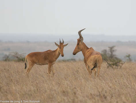 Image of Hartebeest