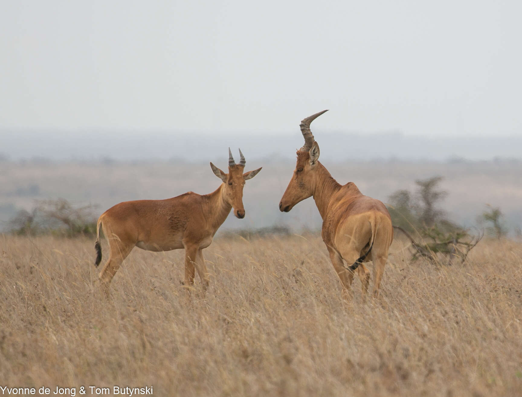 Image of Hartebeest