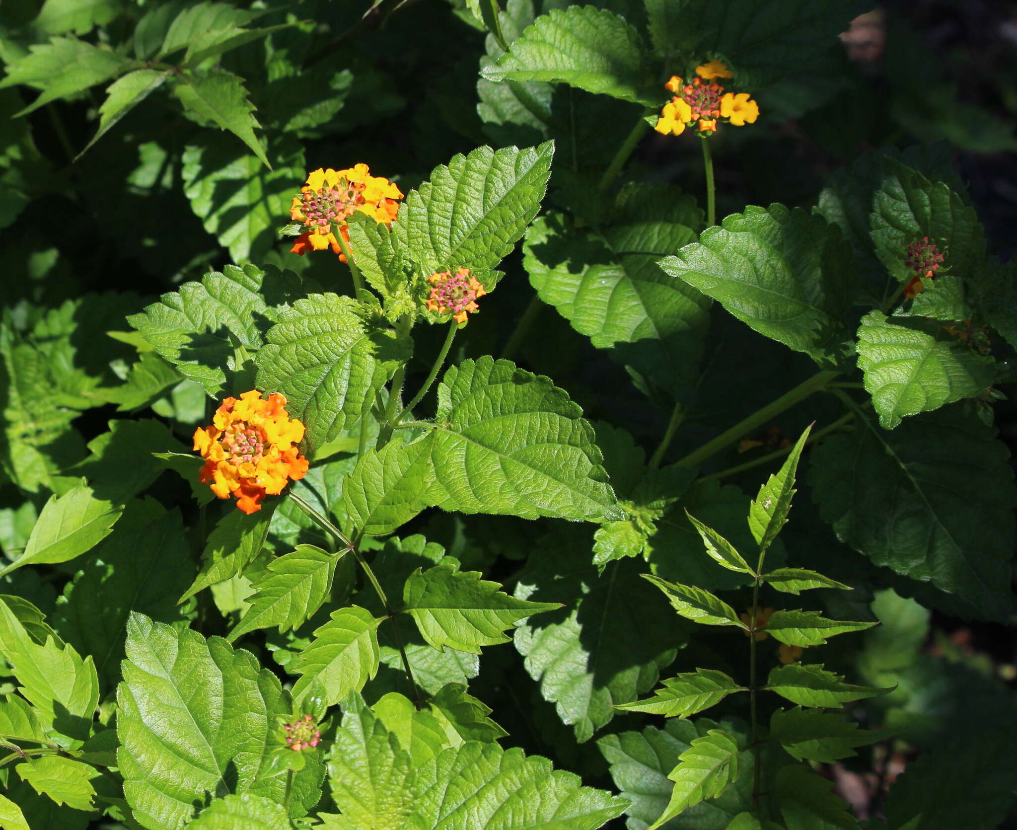 Image of West Indian Shrub-Verbena