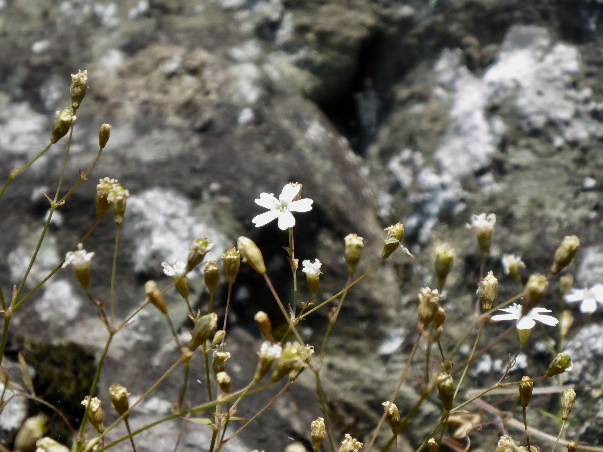 Image of Atocion rupestre (L.) Oxelman