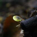 Image of Simocybe olivaceiceps (Singer) Singer 1962