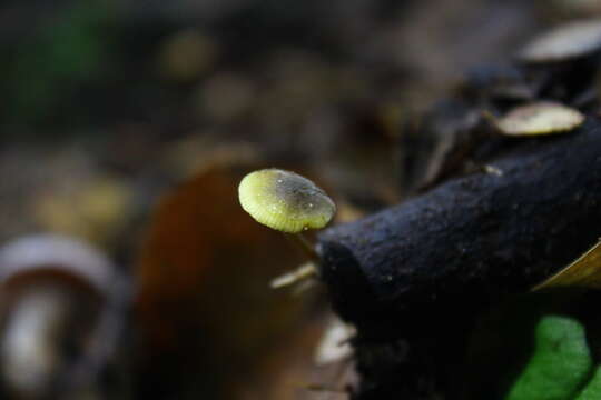 Слика од Simocybe olivaceiceps (Singer) Singer 1962