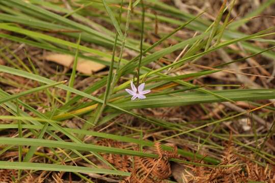 Image of Caesia contorta (L. fil.) T. Durand & Schinz