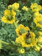 Image of fringed rue