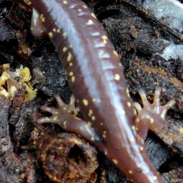 Image of Arboreal Salamander