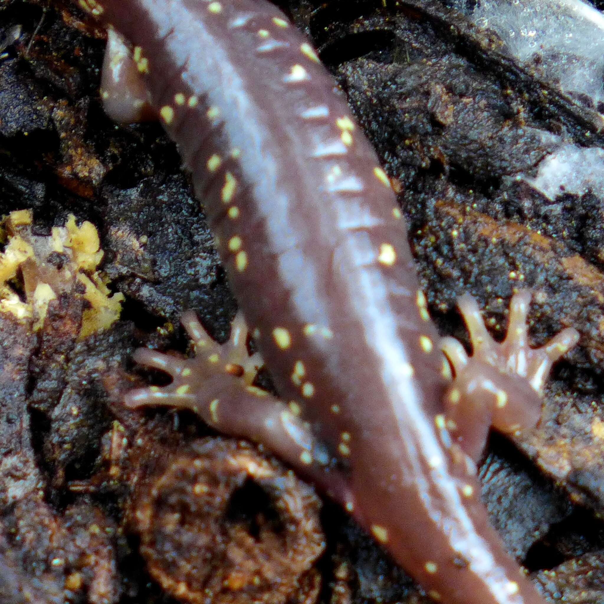 Image of Arboreal Salamander