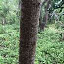 Sivun Leucaena trichodes (Jacq.) Benth. kuva