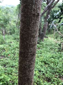 Plancia ëd Leucaena trichodes (Jacq.) Benth.