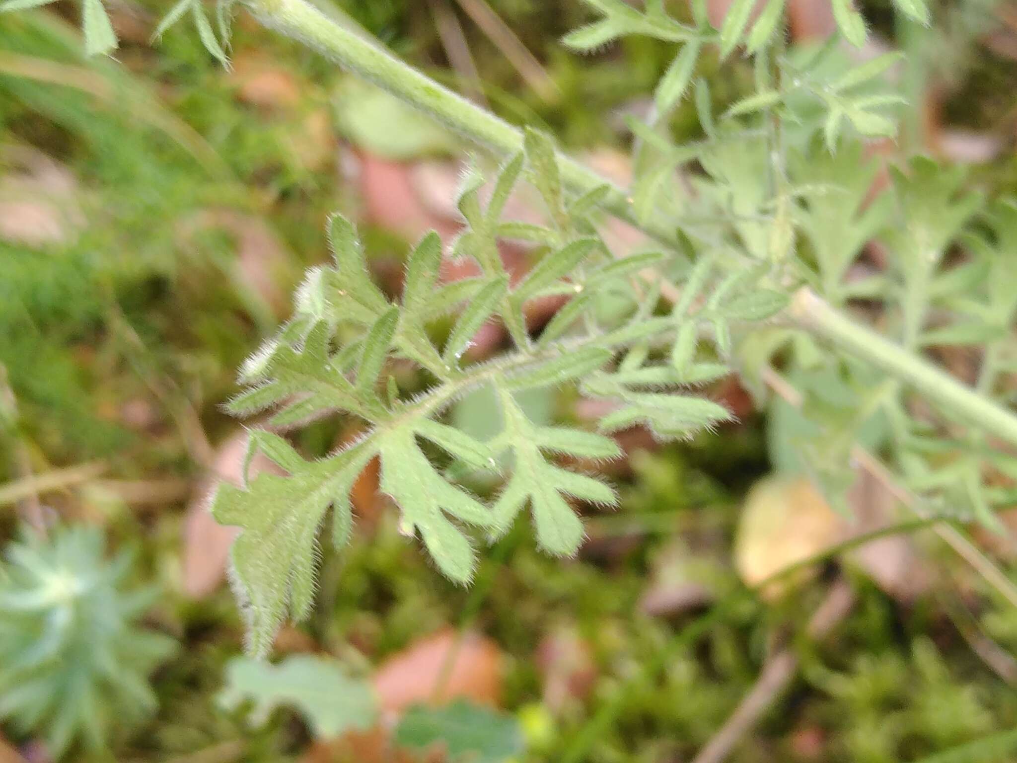 Image of Scabiosa triandra L.