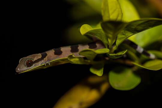 Image of Hemidactylus eniangii Wagner, Leaché & Fujita 2014