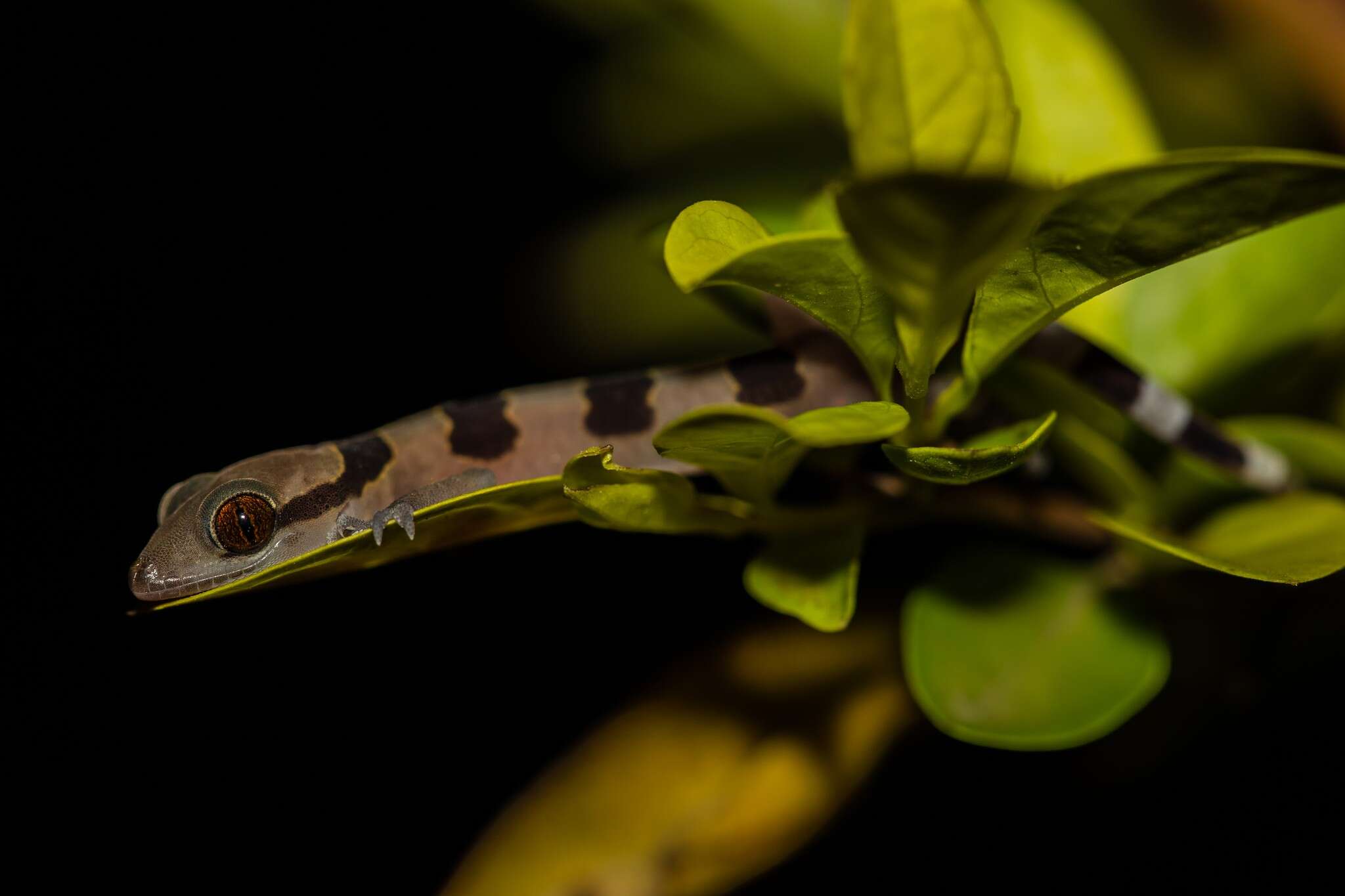 Image of Hemidactylus eniangii Wagner, Leaché & Fujita 2014