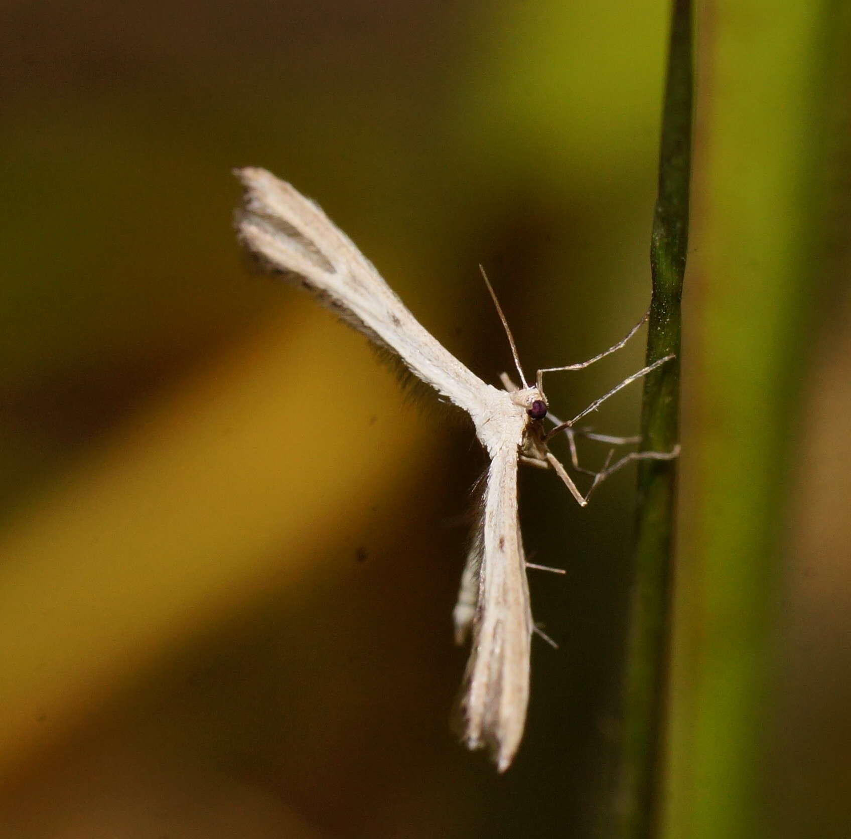 Image of Exelastis pumilio (Zeller 1873)