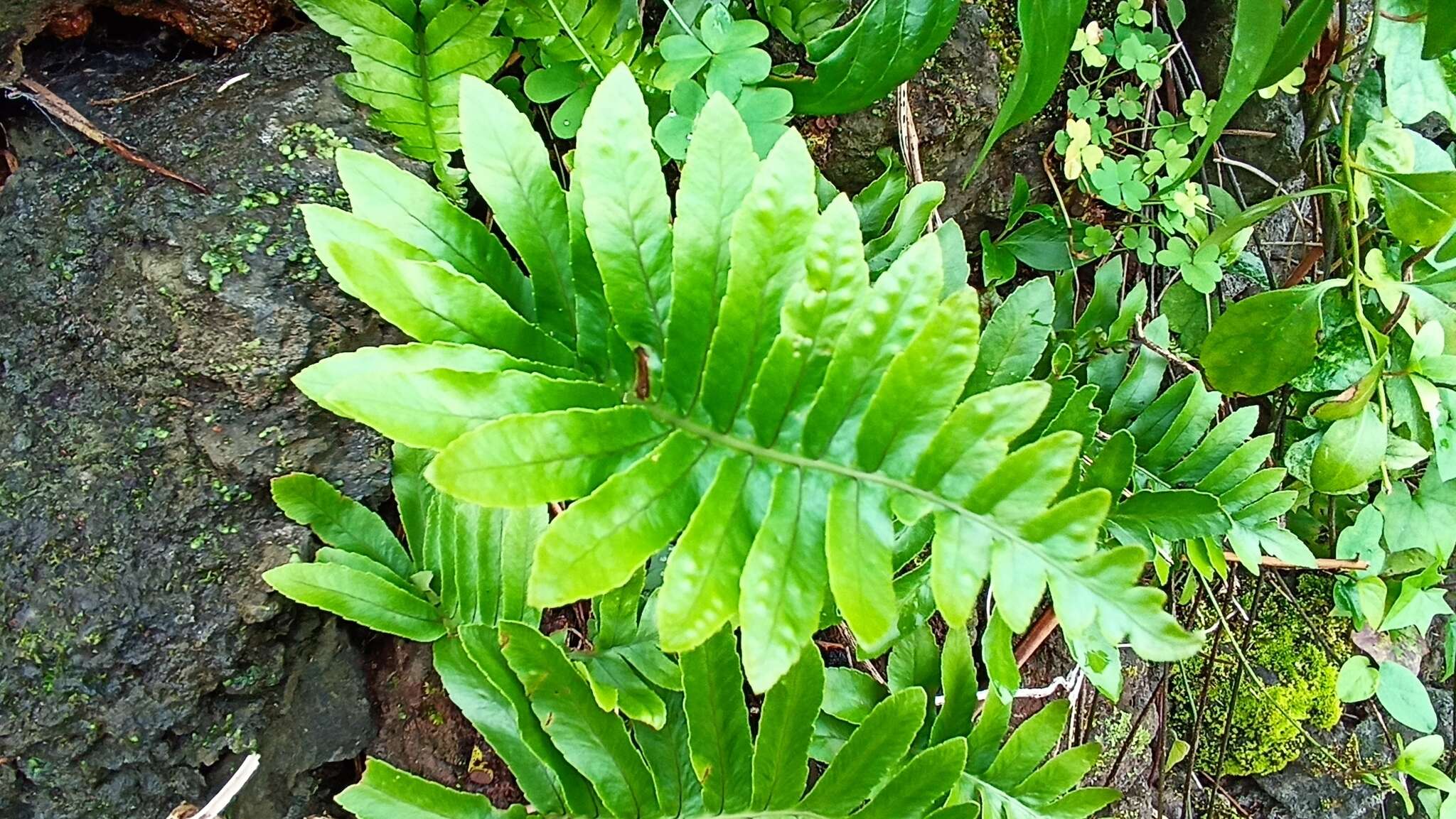 Plancia ëd Polypodium macaronesicum subsp. azoricum (Vasc.) F. J. Rumsey, Carine & Robba