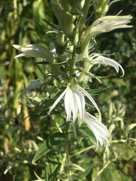 Image of Lobelia pyramidalis Wall.