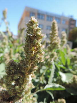 Image of redroot amaranth