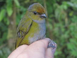 Image of Tawny-capped Euphonia