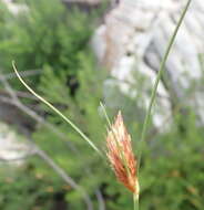 Image of Ficinia nigrescens (Schrad.) J. Raynal