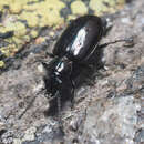 Image de Bembidion (Testedium) bipunctatum nivale Heer 1837