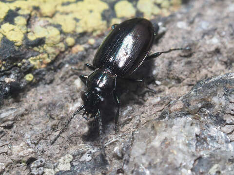 Image of Bembidion (Testedium) bipunctatum nivale Heer 1837