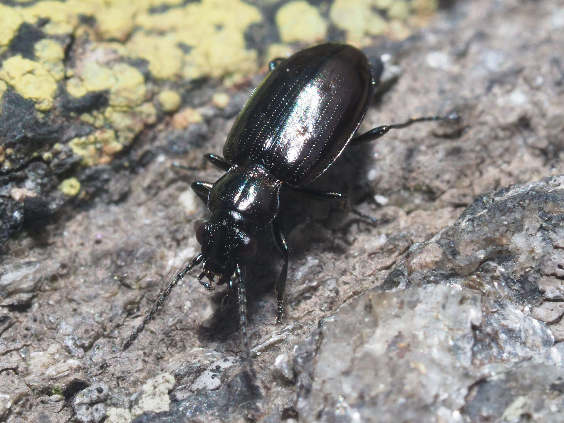 Plancia ëd Bembidion (Testedium) bipunctatum nivale Heer 1837