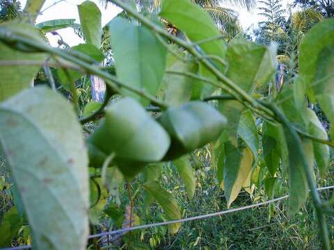 Слика од Plukenetia volubilis L.