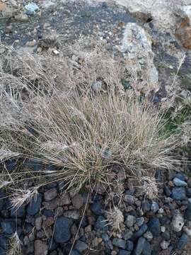 Image de Festuca vivipara (L.) Sm.