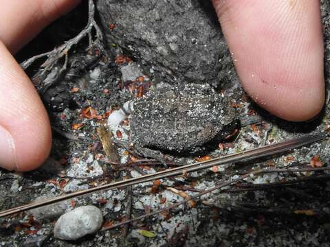 Image of Mountain Rain Frog