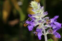 Imagem de Megachile ignescens Cockerell 1929