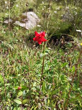 Gentianella cosmantha (Griseb.) J. S. Pringle resmi