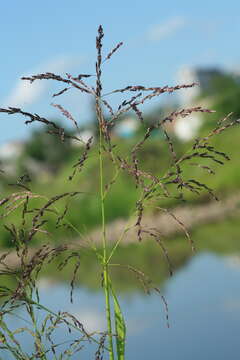 Image of Glyceria arundinacea Kunth