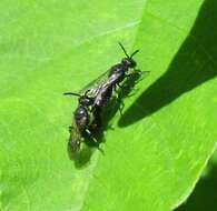 Image of Hylaeus annulatus (Linnaeus 1758)