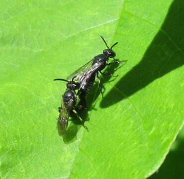 Imagem de Hylaeus annulatus (Linnaeus 1758)