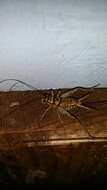 Image of Tropical House Cricket