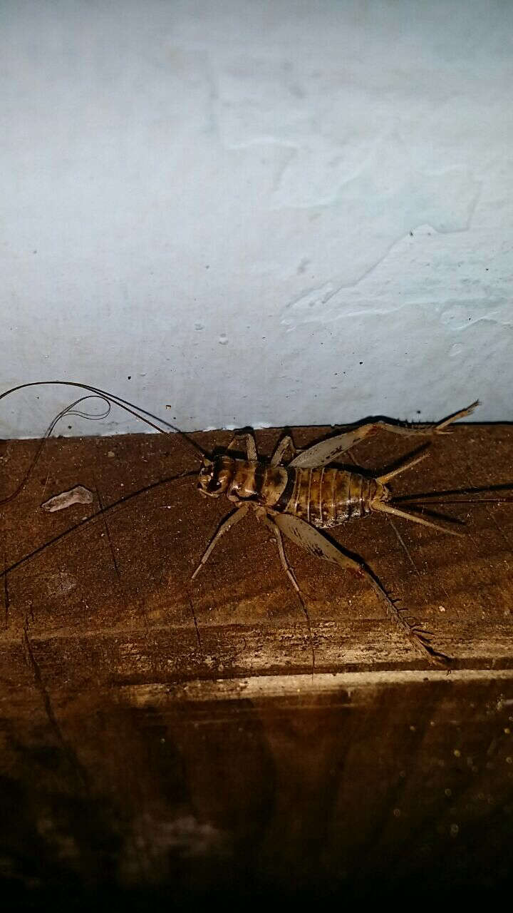 Image of Tropical House Cricket