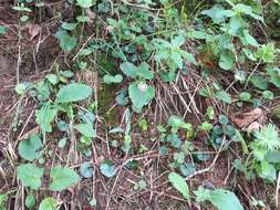 Image of Purple Coltsfoot