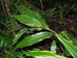 Image of Alpinia intermedia Gagnep.