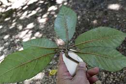 Image of Oreopanax echinops (Schltdl. & Cham.) Decne. & Planch.