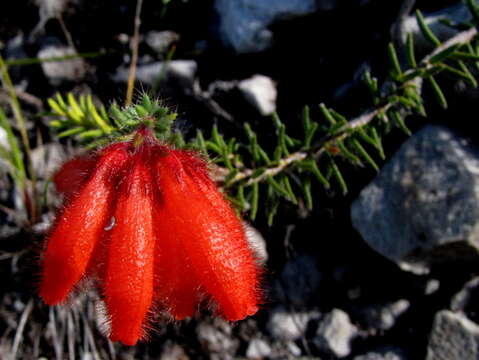 Imagem de <i>Erica <i>cerinthoides</i></i> subsp. cerinthoides