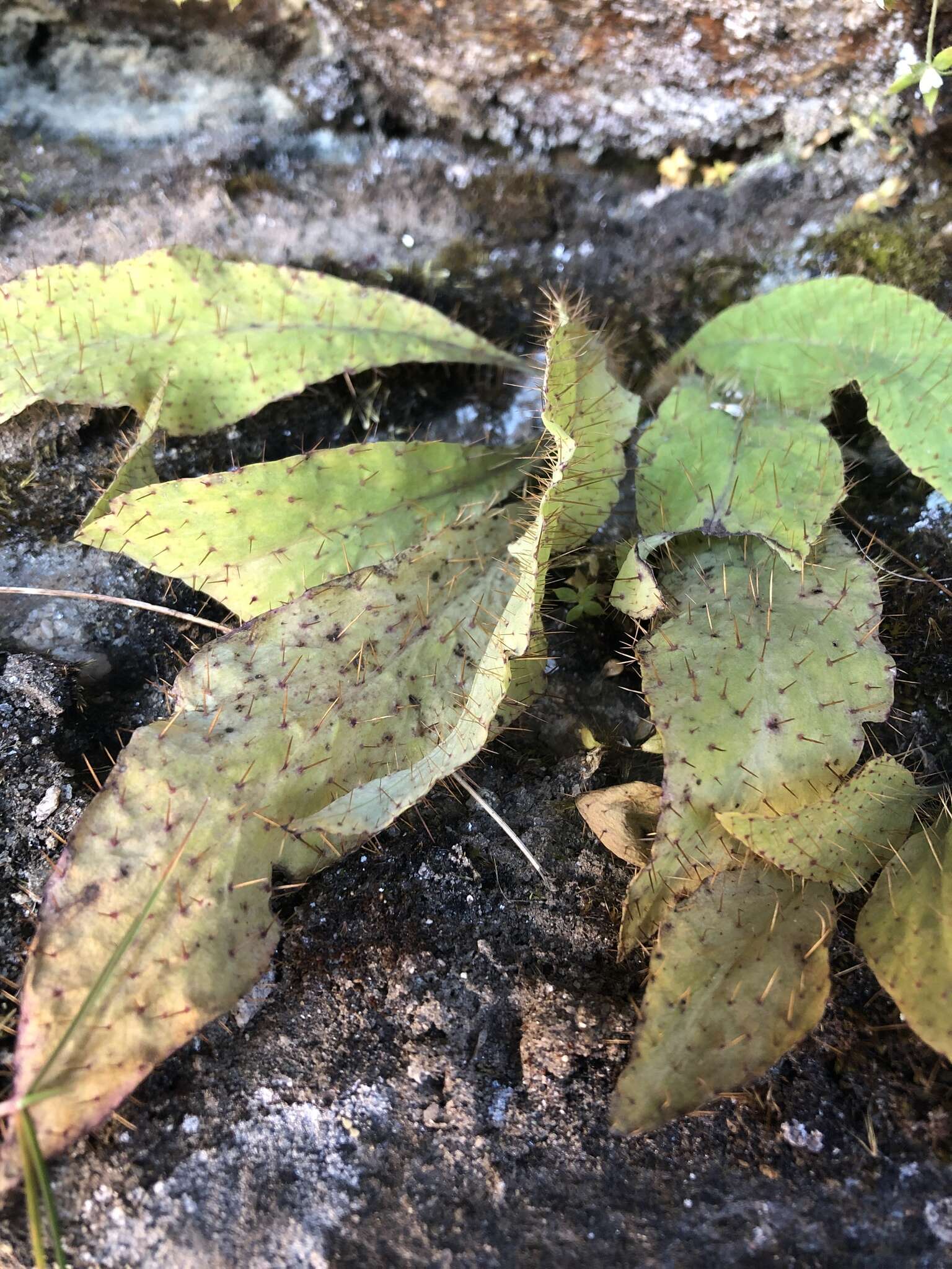 Image of Meconopsis horridula Hook. fil. & Thomson